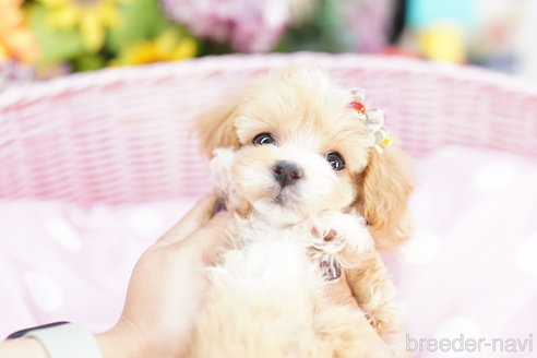 成約済の埼玉県のマルプー:マルチーズ×トイプードル-264950の4枚目