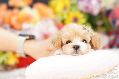 成約済の埼玉県のマルプー:マルチーズ×トイプードル-264950の2枚目