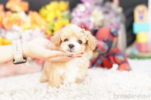 成約済の埼玉県のマルプー:マルチーズ×トイプードル-264950