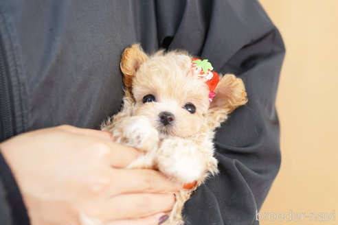成約済の埼玉県のマルプー:マルチーズ×トイプードル-264953の4枚目