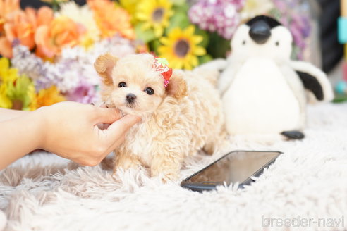 成約済の埼玉県のマルプー:マルチーズ×トイプードル-264953の3枚目