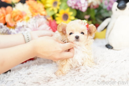 成約済の埼玉県のマルプー:マルチーズ×トイプードル-264953の2枚目