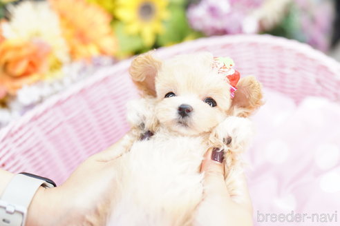 成約済の埼玉県のマルプー:マルチーズ×トイプードル-264953