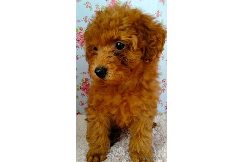 成約済の埼玉県のトイプードル-254973の21枚目