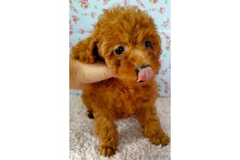 成約済の埼玉県のトイプードル-254973の19枚目