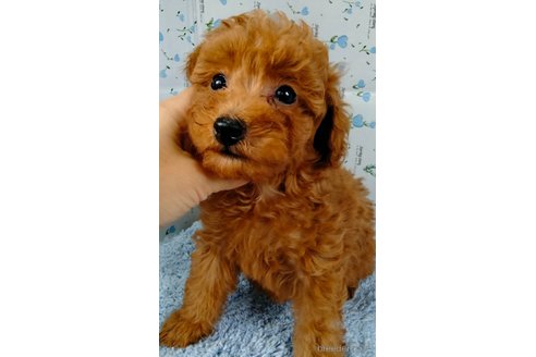成約済の埼玉県のトイプードル-258137の12枚目