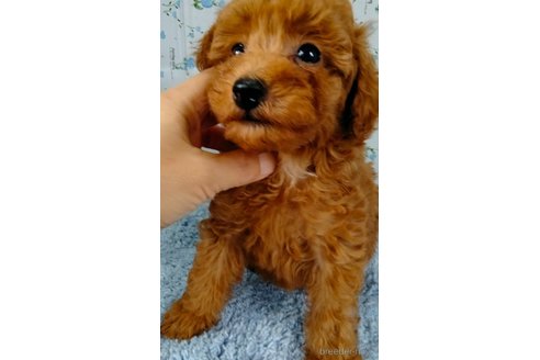 成約済の埼玉県のトイプードル-258137の11枚目