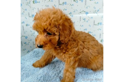 成約済の埼玉県のトイプードル-258137の9枚目