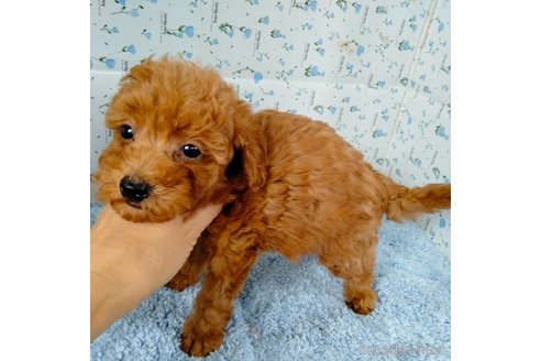 成約済の埼玉県のトイプードル-258137の8枚目
