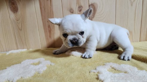 成約済の埼玉県のフレンチブルドッグ-265006の5枚目