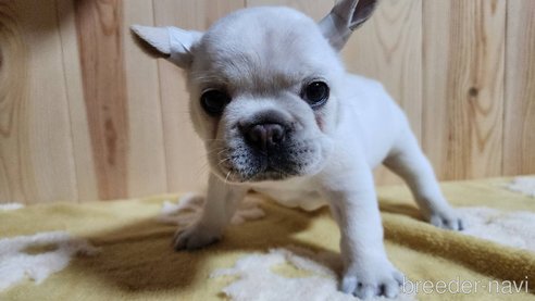成約済の埼玉県のフレンチブルドッグ-265006の6枚目