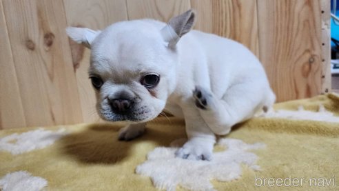 成約済の埼玉県のフレンチブルドッグ-265006の7枚目