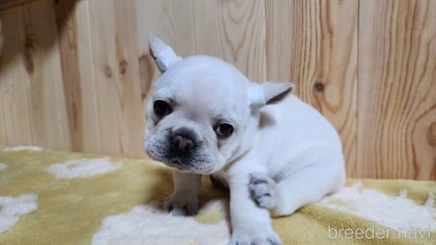 成約済の埼玉県のフレンチブルドッグ-265006の8枚目
