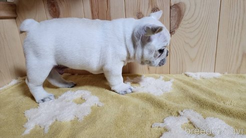 成約済の埼玉県のフレンチブルドッグ-265006の9枚目