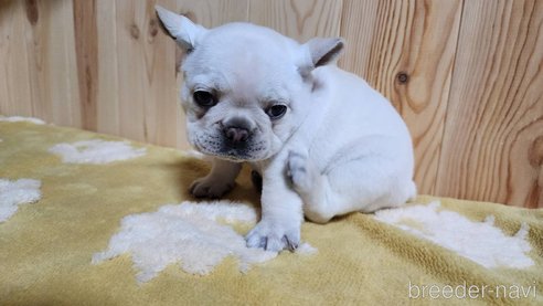 成約済の埼玉県のフレンチブルドッグ-265006の3枚目