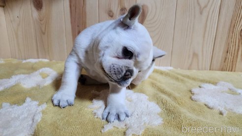 成約済の埼玉県のフレンチブルドッグ-265006の4枚目