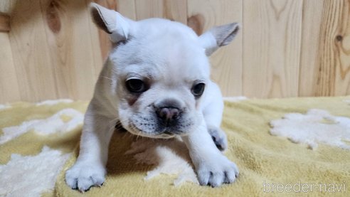 子犬