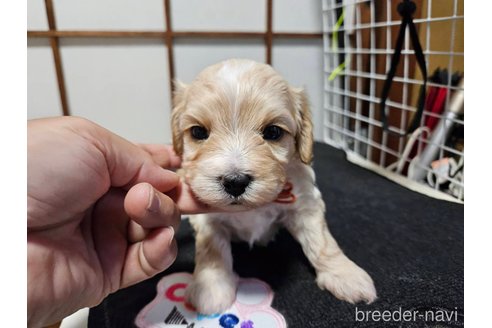 成約済の神奈川県のマルプー:マルチーズ×トイプードル-265000の8枚目