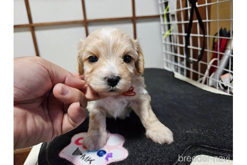 成約済の神奈川県のマルプー:マルチーズ×トイプードル-265000の5枚目