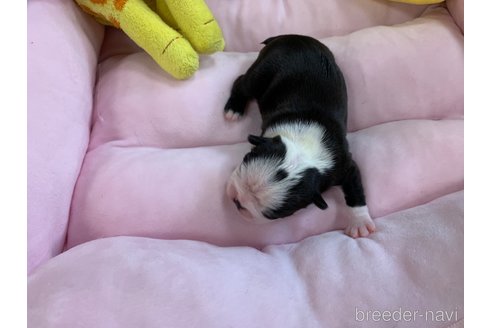 成約済の岐阜県のボストンテリア-264386の15枚目