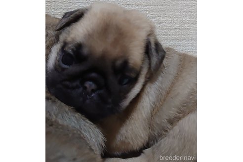 成約済の埼玉県のパグ-259151の2枚目