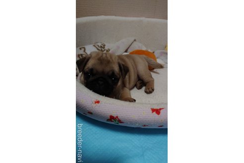 成約済の埼玉県のパグ-259152の1枚目