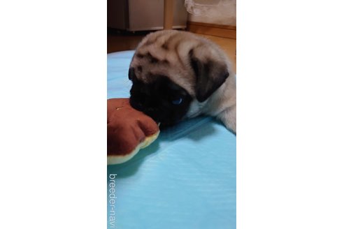 成約済の埼玉県のパグ-259152の3枚目