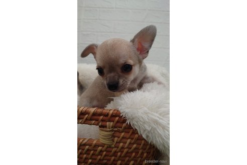 成約済の埼玉県のチワワ(スムースコート)-265060の4枚目