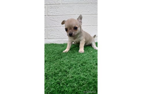 成約済の埼玉県のチワワ(スムースコート)-265060の3枚目