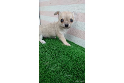 成約済の埼玉県のチワワ(スムースコート)-265060の2枚目