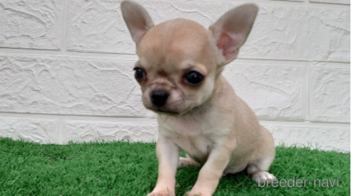 成約済の埼玉県のチワワ(スムースコート)-265062の1枚目