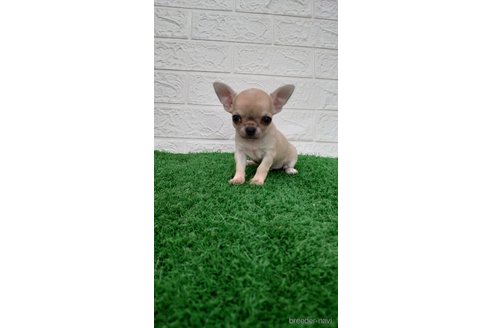 成約済の埼玉県のチワワ(スムースコート)-265062の4枚目