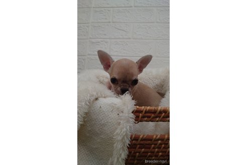 成約済の埼玉県のチワワ(スムースコート)-265062の3枚目