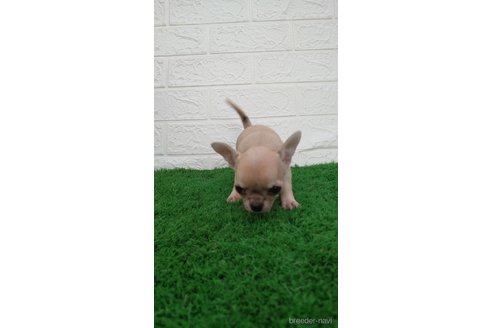 成約済の埼玉県のチワワ(スムースコート)-265062の2枚目