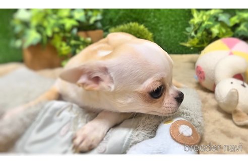成約済の千葉県のチワワ(スムースコート)-253715の26枚目