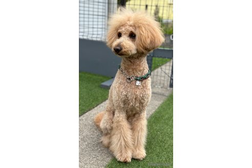 リッピくん1枚目