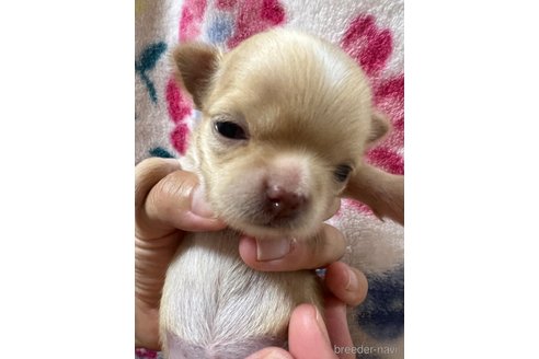 成約済の千葉県のチワワ(ロングコート)-265092の70枚目