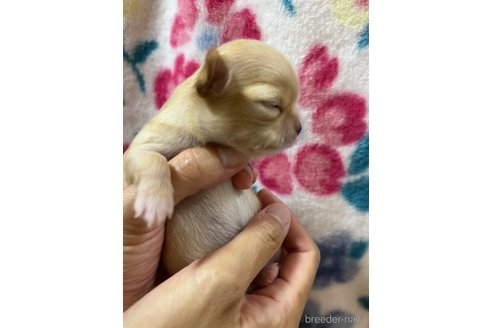 成約済の千葉県のチワワ(ロングコート)-265092の68枚目