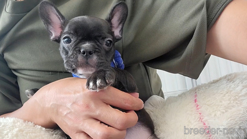 関西でフレンチブルドッグの子犬を探す（116ページ目