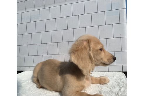 成約済の大分県のカニンヘンダックスフンド(ロングヘアード)-254720の18枚目