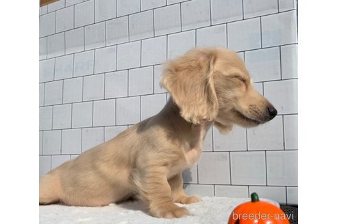 成約済の大分県のカニンヘンダックスフンド(ロングヘアード)-254720の15枚目