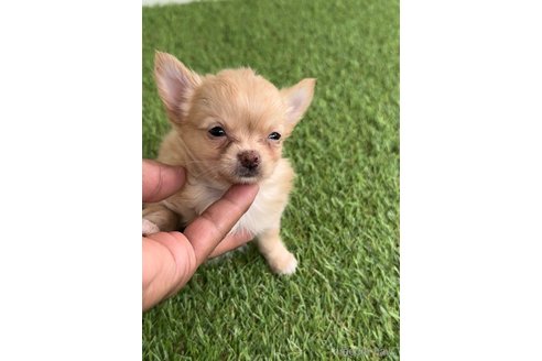 成約済の福岡県のチワワ(ロングコート)-262984の3枚目