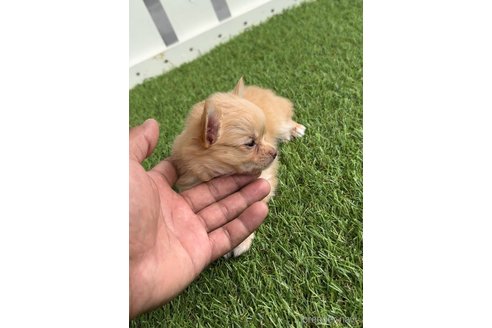 成約済の福岡県のチワワ(ロングコート)-262984の2枚目