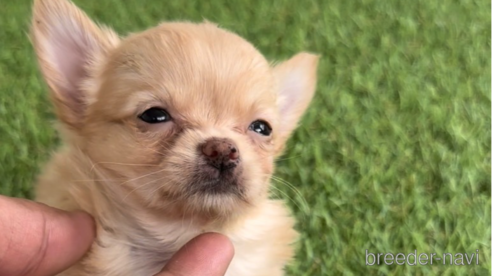 成約済の福岡県のチワワ(ロングコート)-262984