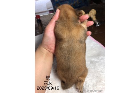 販売中の茨城県のミニチュアダックスフンド(ロングヘアード)-265158の5枚目
