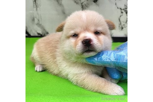 成約済の茨城県のミックス犬-265214の39枚目