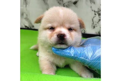 成約済の茨城県のミックス犬-265214の40枚目