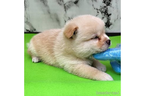 成約済の茨城県のミックス犬-265214の38枚目