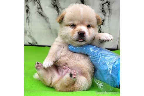 成約済の茨城県のミックス犬-265214の36枚目