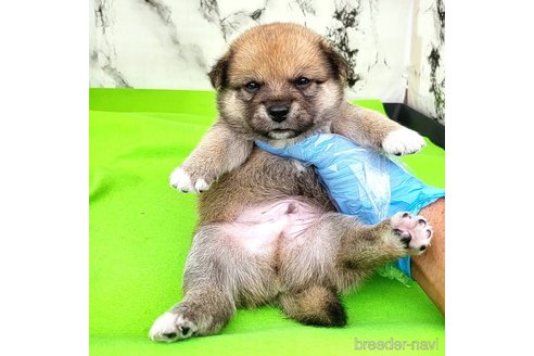 成約済の茨城県のミックス犬-265215の16枚目
